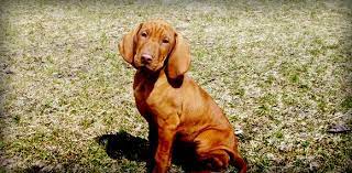 Call or text 519 949 8362 (no sunday calls) $2750. About Us Dream Vizslas