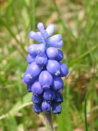 Image result for Hyacinthaceae
