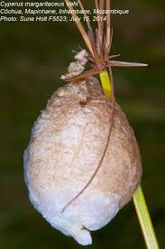 Image result for Cyperus margaritaceus