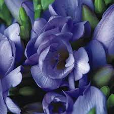 Freesia Giant Blue Sky Garden Express Bulb Flowers Fragrant Flowers Flowers