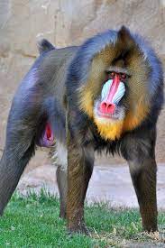 Pin On Ape Family
