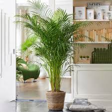 Image result for Dypsis lutescens