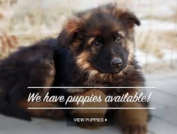 German shepherd imports all ages puppies for sale. German Shepherd Breeders Ontario Puppies For Sale German Shepherd Dog