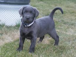 We did not find results for: Silver Charcoal Lab Labrador Retriever Puppies For Sale For Sale In Lethbridge Alberta Your Pet For Sale