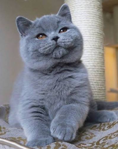 British Shorthair cat