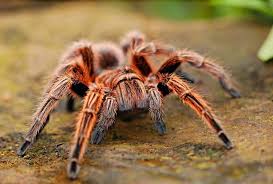 Caring for one is more complicated than you'd think. Pet Tarantulas For Beginners Including How To Build A Tarantula Habitat