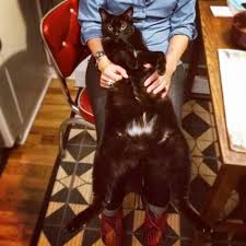 Redhead fat, striped cat with short paws and a small head with ears protruding upwards on a white background. This Cat Is Chonky The Fat Cat Online Shrine Lifting Humans From Despair Cnet