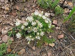 Image result for Macledium