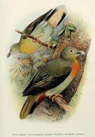 Check spelling or type a new query. Burung Punai Bakok Wikipedia Bahasa Melayu Ensiklopedia Bebas
