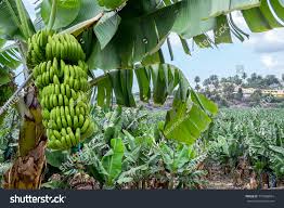 Bunch de plátanos y paisajes en : Foto de stock (editar ahora ...