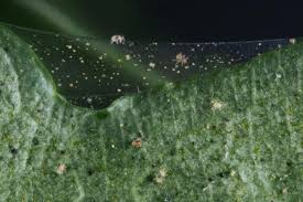 Twospotted spider mites are usually greenish, but the females can develop a red color during the winter. Nebraska Corn Soybeans Managing Spider Mites Agfax