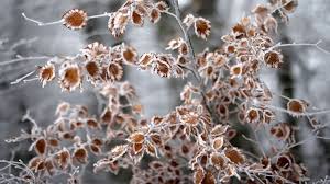 Frost im Mai? Das sagen die Prognosen zu den Eisheiligen 2026