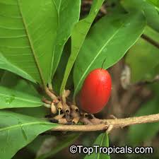 Image result for Synsepalum revolutum