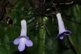 Image result for Streptocarpus montis-bingae