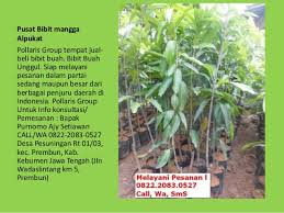 Jawa timur, surabaya, jakarta, malang, yogyakarta, kalimantan, medan, sumatera dan seluruh indonesia. Harga Tanaman Buah Dalam Pot Jual Bibit Tanaman Buah Online Berkebun