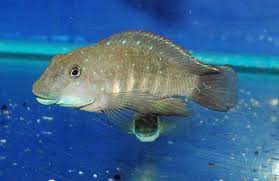 Image result for Pleurolobus tanganyikensis