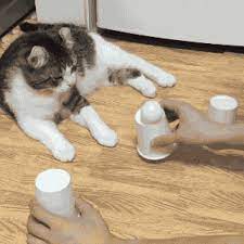 Share This Genius Cat Animated Gif Image With Everyone Gif4share Is Best Source Of Funny Gifs Cats Gifs Dog Gifs To Share On Soci Cats Cat Gif Kittens Funny