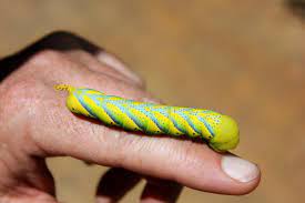If it is very fuzzy, it's almost definitely a moth larva. Large Bright Yellow And Green Caterpillar Observation Southern Africa Ispot