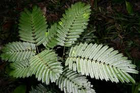 Image result for Newtonia buchananii
