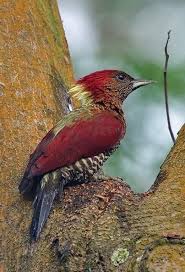 Pin On Beautiful Vogels Birds