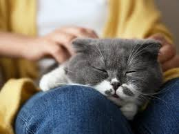 Different type of treatment for bladder cancer is covered in this article. Symptoms Of Kidney Failure In Cats Providence Animal Hospital Charlotte Veterinarian