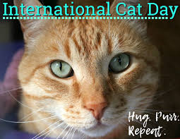 There's a lot of cat hugging going on all the time, but make an extra special attempt during national hug your cat day on june 4. International Cat Day Rspca Act