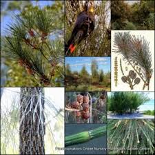 Image result for Casuarina littoralis
