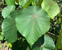 Image result for Macaranga schweinfurthii