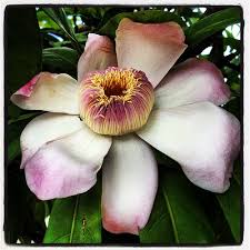 Image result for Lecythidaceae