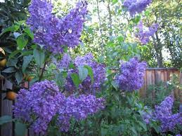 Lilacs In Bloom Late March And Early April Is Lilac Season In Our Area We Have Several Of The Descanso Lilac Hyb Garden Landscape Design Lilac Southern Garden