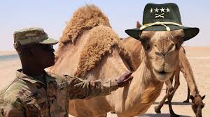 Texas announces they will go back to shooting people wearing masks on the assumption they're stagecoach robbers. The Bizarre Yet True Story Of The Us Army Camel Corps