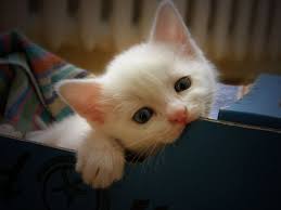 Sanatcilar En Cok Kedi Sever Kedi Resimleri 5 Katalog Cute Kittens Cok Sirin Hayvanlar Sevimli Hayvan Yavrulari
