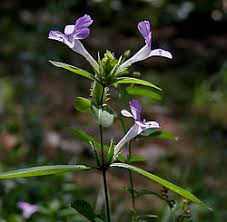 Image result for Barleria crossandriformis