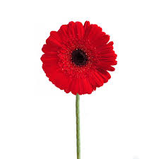 Image result for Gerbera