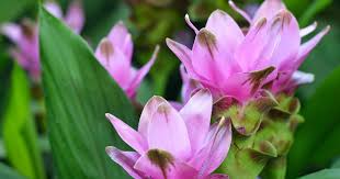 Kurkuma Infos Rund Um Das Indische Heilkraut Kurkuma Pflanze Pflanzen Curcuma Pflanze