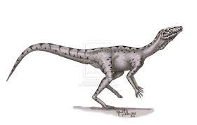 Image result for Dinophora