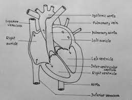 But please i ask your support to my channel 😍 ️ ️ Draw A Heart Diagram Brainly In Heart Diagram Human Heart Diagram Easy Heart Drawings