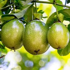 Passion Fruit پیشن فروٹ Etree Pk