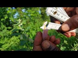 Image result for Ceratotheca sesamoides