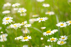 Click here to order flowers for any occasion! Obituary Shirley G Guertin Laurin Funeral Home