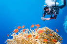 Underwater digital camerasUnderwater Photography Guide