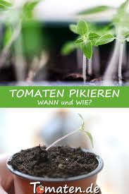 Tomaten gehören zu den gemüsepflanzen mit langer kulturzeit. Tomaten Pikieren Anleitung Tomaten Pikieren Tomatenanbau Tomaten Pflanzen