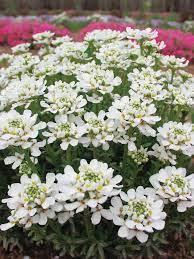 Can take some shade so may be planted at the base of shrubs. Iberis Autumn Beauty Bluestone Perennials