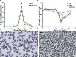 Frontiers Protozoan Parasite Babesia Microti Subverts