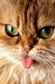 Pin By Yessenia Harral On Things That Make Me Laugh Cats Crazy Cats Cute Animals