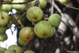 Image result for Ficus sur