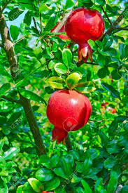 Typically growing to a height of 10 or 12 feet, pomegranate trees have a dense growth habit with narrow leaves about 2 inches. Pomegranate Fruits Close Up Pomegranate Trees Pomegranate Leaves Stock Photo Picture And Royalty Free Image Image 141643184