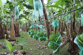 Posted in biologi tagged bawang merah berkembang biak dengan cara vegetatif alami yaitu, bunga bakung berkembang biak dengan, cara berkembang biak lumut, cara perkembangbiakan kentang, perkembangbiakan wortel, pisang berkembang biak dengan cara, singkong berkembang biak dengan cara, tahapan perkembangbiakan bawang merah post navigation Pupuk Rahasia Agar Pohon Pisang Tumbuh Subur Dan Cepat Berbuah Ilmukebun Com