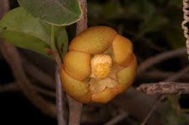 Image result for Uvaria tanzaniae