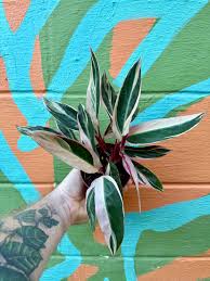 Image result for stromanthe